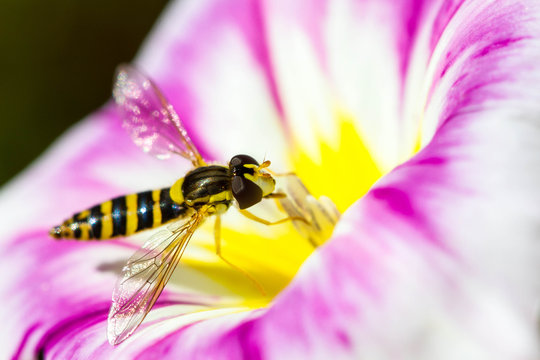 syrphe sur fleur