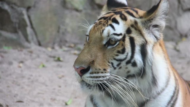 Close-up of a tiger face