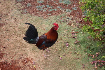Happy Hawaii Rooster
