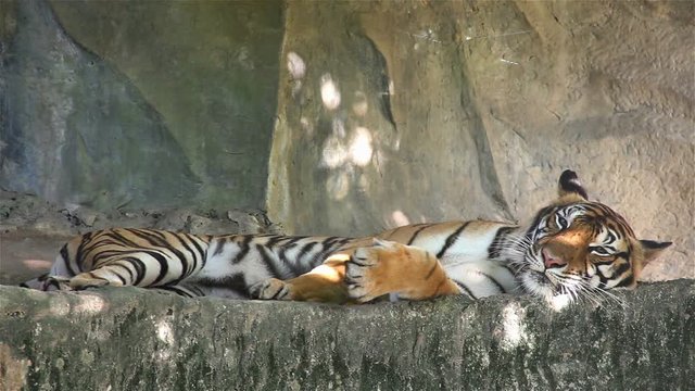 Close-up of a tiger sleep on stone
