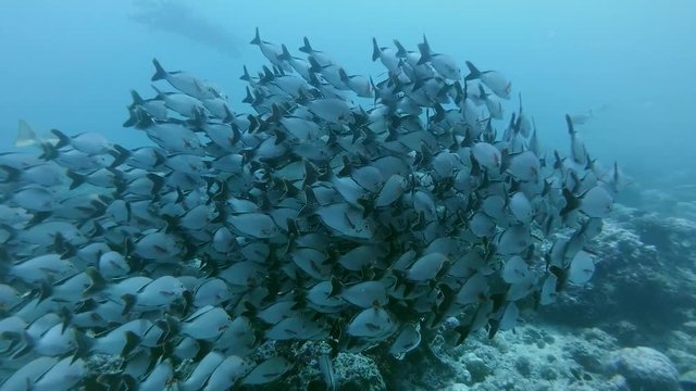 School of fish Humpback Red Snapper - Lutjanus gibbus swims near the coral reef, Indian Ocean, Maldives
