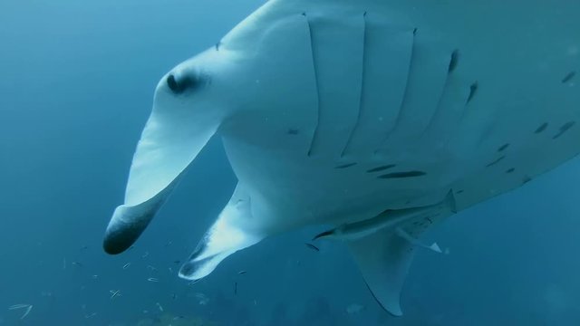 Reef Manta Ray - Manta alfredi emerges swims in blue water, Indian Ocean, Maldives
