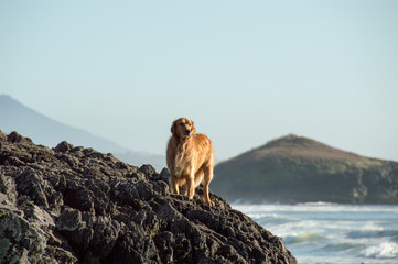 dog on a rock in tofino