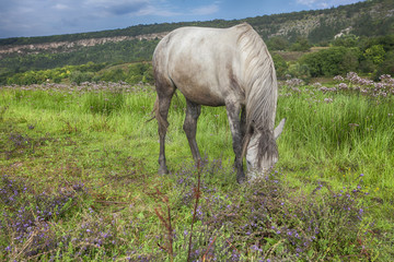 Obraz na płótnie Canvas white horse grazing on the meadow