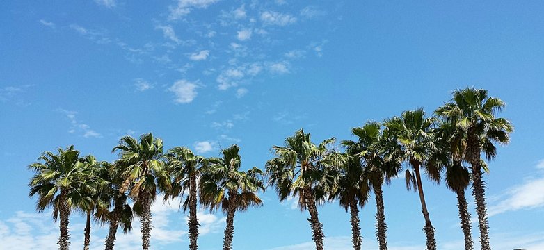Palm trees on blue sky background in Florida nature, panoramic view