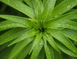 Fototapeta na wymiar Plant with Dew Drops 