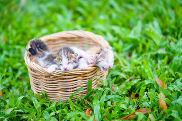Three newborn kittens sitting in wicker basket on green grass