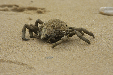 Spider crab on sandy coastal beach 