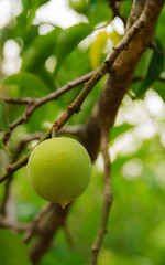 Green plums close-up.