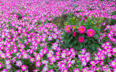 Pink flower garden.