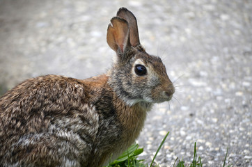 Naklejka na ściany i meble Wild rabbit in grass 