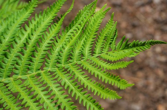 Isolated fern leaf 