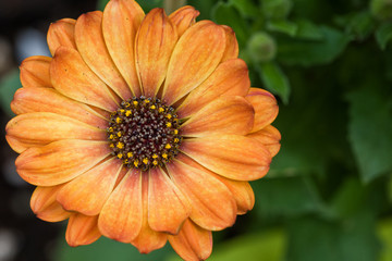 Golden orange spring flower from garden