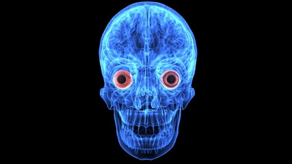 3d illustration of human body brain and eye anatomy 