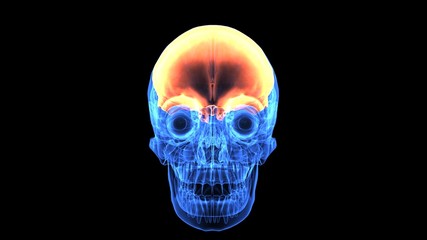 3d illustration human body brain .human body part.
