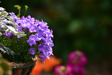 寄せ植えのベルフラワー