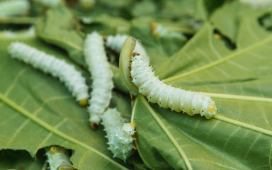 Close up Silkworm eating mulberry green castor leaves.