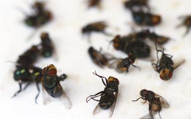 Close-up a sticky fly paper-tape with many flies trapped on the extremely sticky surface.