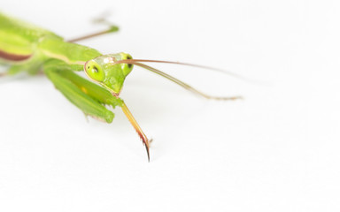 Closeup of the mantis closeup. Isolate on white background.