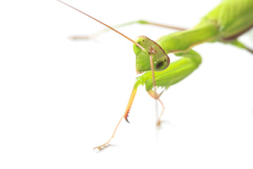 Closeup of the mantis closeup. Isolate on white background.