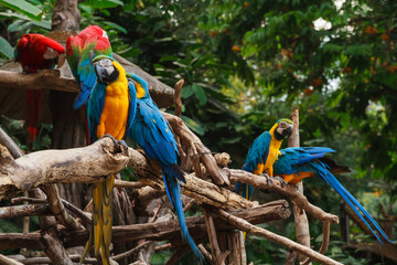 Naklejka premium Colorful red and blue macaw perched on a branch.