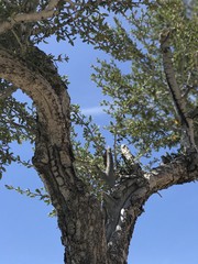 Fototapeta premium Juniper Tree