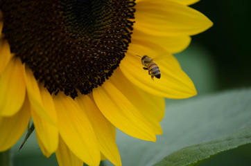 ヒマワリとハチ