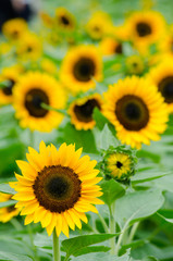 Fototapeta premium ヒマワリ
