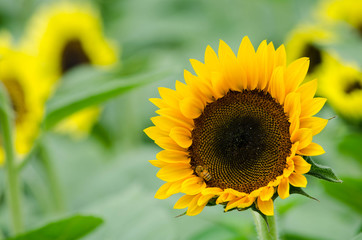 ヒマワリとハチ