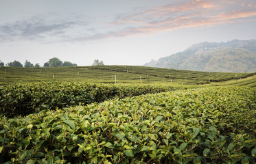 Fototapeta na wymiar Tea plantation landscape at sunset.