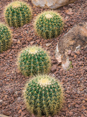 Various cactus plants;Green Cactus closeup. Green San Pedro Cactus, thorny fast gro