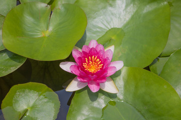 Beautiful lotus flower is the symbol of the Buddha, Thailand.