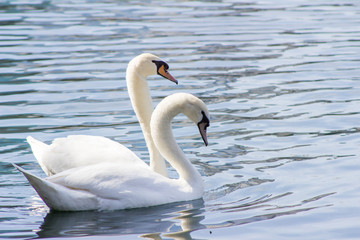 Swans