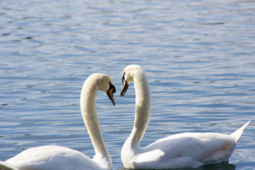 Swans