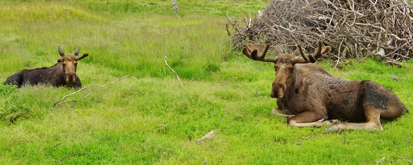 A bull moose in the grass in Alaska