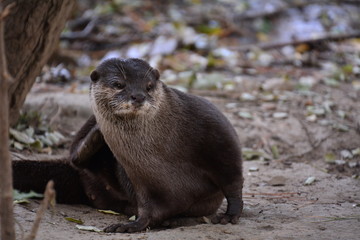 Amphibians and reptiles