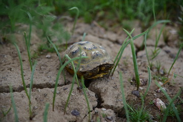 Spring green steppe landscape grass flowers turtle