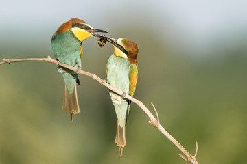 Bienenfresser