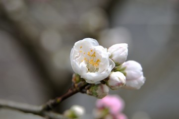 さくらの開花