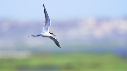Tern in flight