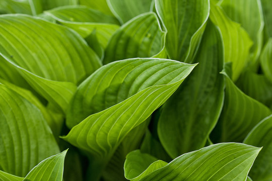 Lush green Hasta plant leaves that fill the frame/close up/background