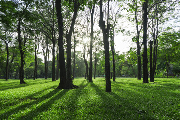 Fototapeta premium Image of green garden background in the park