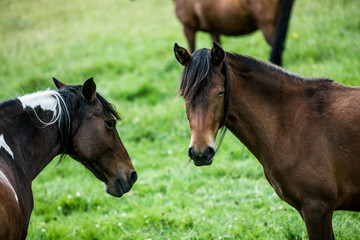 Obraz premium horses 