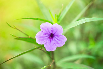 Purple flowers, fresh natural background.
