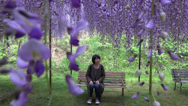 百毫寺の藤棚と台湾人女性