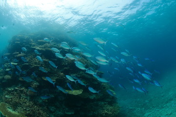 Fototapeta na wymiar サンゴ礁に泳ぐ魚の群れ