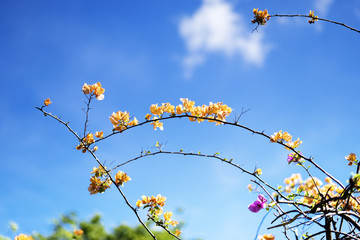Bougainvillea Blooming with blue sky background