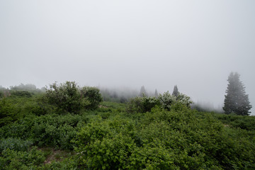 Obraz premium Foggy Hill