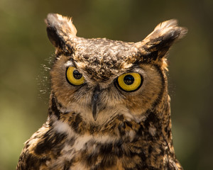 Great Horned Owl - proceeds to Animal Ark