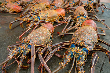 Fresh lobsters of santa cruz in market seafood photographed in fish market, galapagos